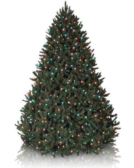 Rocky Mountain Pine Tree- child-1